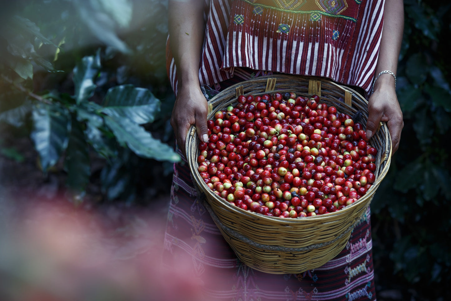 Coatepec, Veracruz