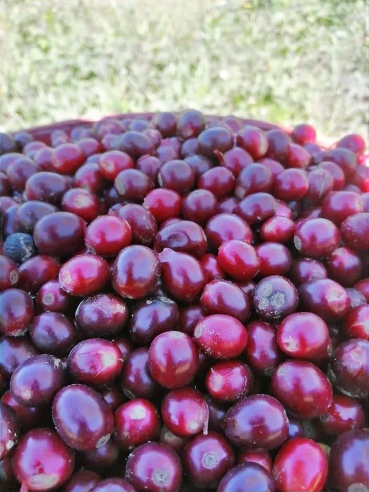 Monte Cristo de Guerrero, Chiapas